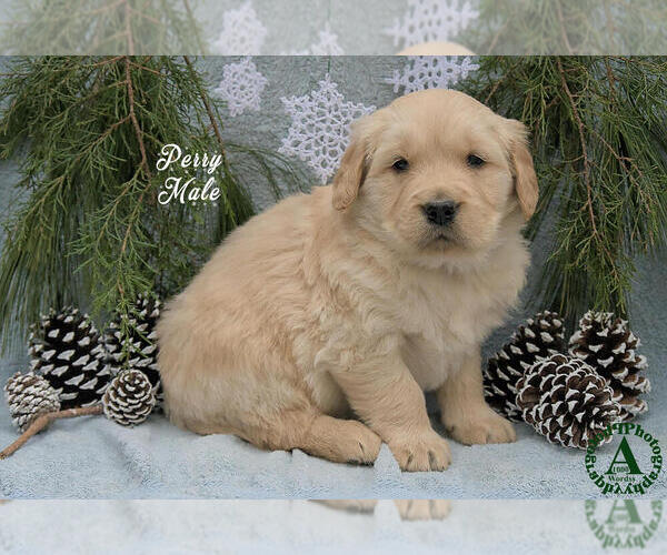 Medium Photo #4 Golden Retriever Puppy For Sale in HARRISONBURG, VA, USA