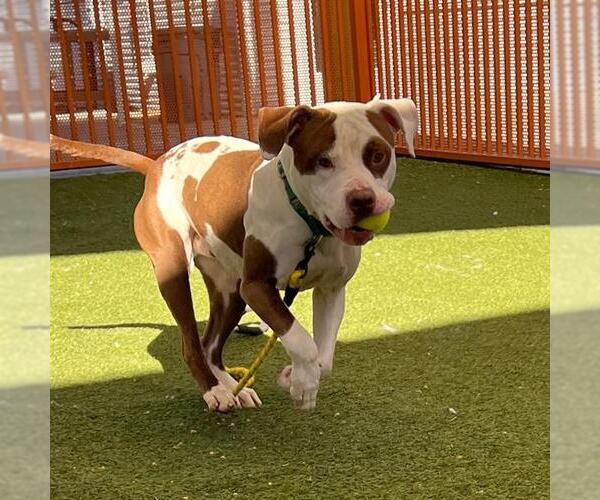 Medium Photo #1 Mutt Puppy For Sale in Las Vegas, NV, USA