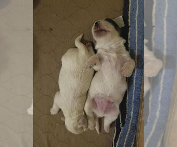 Medium Photo #3 Coton de Tulear Puppy For Sale in HUNTINGTN BCH, CA, USA