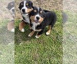 Small Photo #4 Bernese Mountain Dog Puppy For Sale in PARAGON, IN, USA