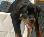 Small Photo #7 Rottweiler Puppy For Sale in WORTH, IL, USA