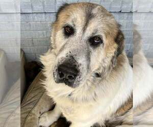 Great Pyrenees-Unknown Mix Dogs for adoption in Dallas, TX, USA