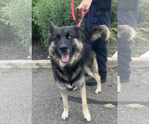 German Shepherd Dog-Huskies  Mix Dogs for adoption in Bridgewater, NJ, USA