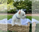 Small #8 West Highland White Terrier