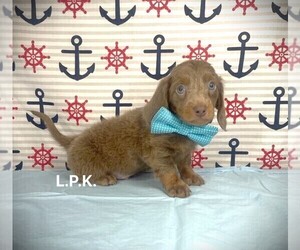 Dachshund Puppy for sale in WINNSBORO, LA, USA
