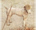Small Photo #1 Labradoodle-Poodle (Standard) Mix Puppy For Sale in ALTON, MO, USA