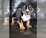 Small Photo #3 American Bully Puppy For Sale in PALMDALE, CA, USA