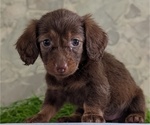 Small #6 Dachshund
