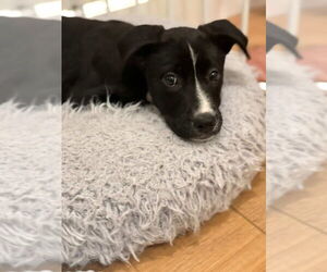 Border Collie-Unknown Mix Dogs for adoption in Dana Point, CA, USA