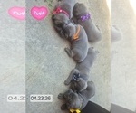 Litter of 10 - Male(s) and Female(s) Cane CorsoLitter of Puppies for Sale - Photo #26