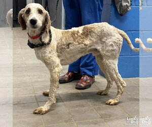 Mutt Dogs for adoption in Washington, DC, USA