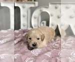 Small #1 Goldendoodle (Miniature)