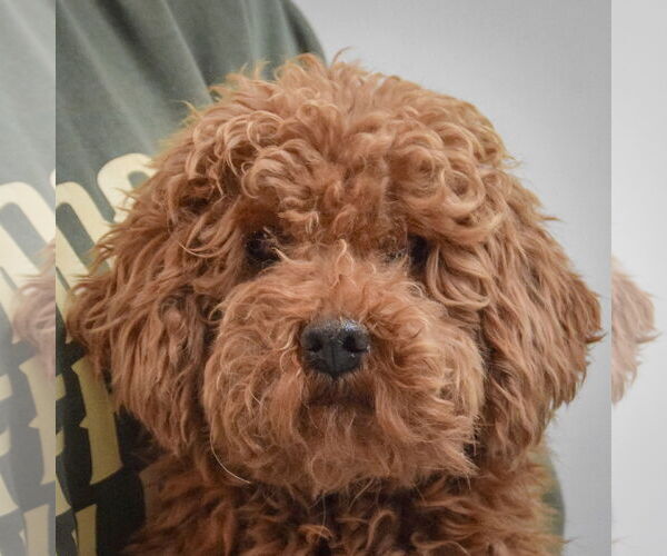 Medium Photo #5 Pomeranian Puppy For Sale in Huntley, IL, USA