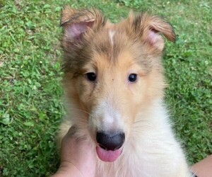 Collie Puppy for sale in BREVARD, NC, USA