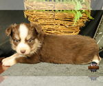 Small Photo #9 Miniature Australian Shepherd Puppy For Sale in GRANBURY, TX, USA