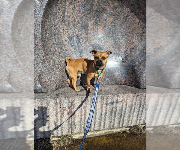 Medium Photo #3 Chug Puppy For Sale in Minneapolis, MN, USA