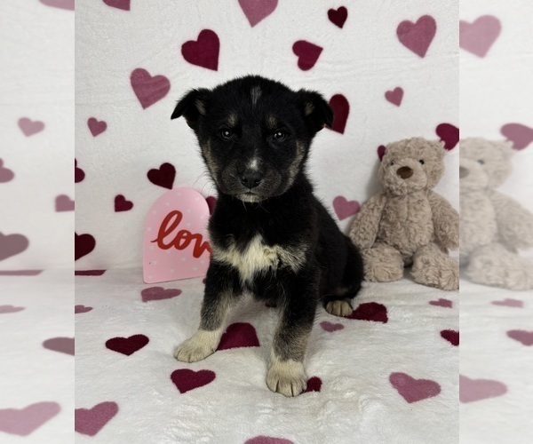 Medium Photo #3 German Shepherd Dog-Miniature American Shepherd Mix Puppy For Sale in FRANKLIN, IN, USA