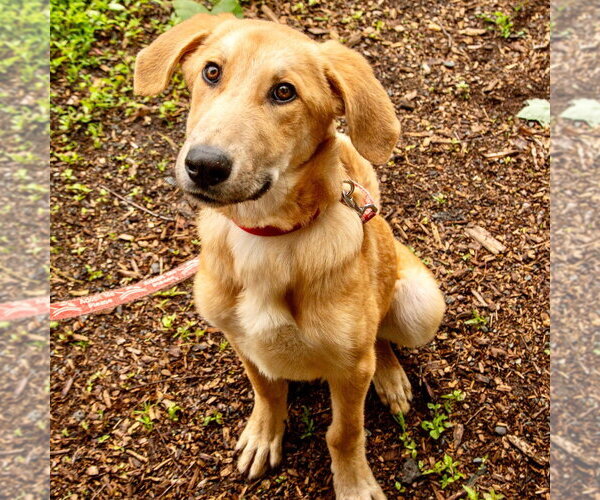 Medium Photo #10 Mutt Puppy For Sale in Canton, CT, USA