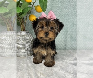 Yorkshire Terrier Puppy for sale in FRANKLIN, IN, USA