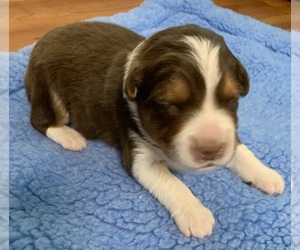 Australian Shepherd Puppy for sale in MOUNT OLIVE, NC, USA