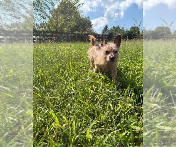 Medium Photo #3 Mutt Puppy For Sale in Aurora, IN, USA