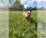 Small #2 Mutt