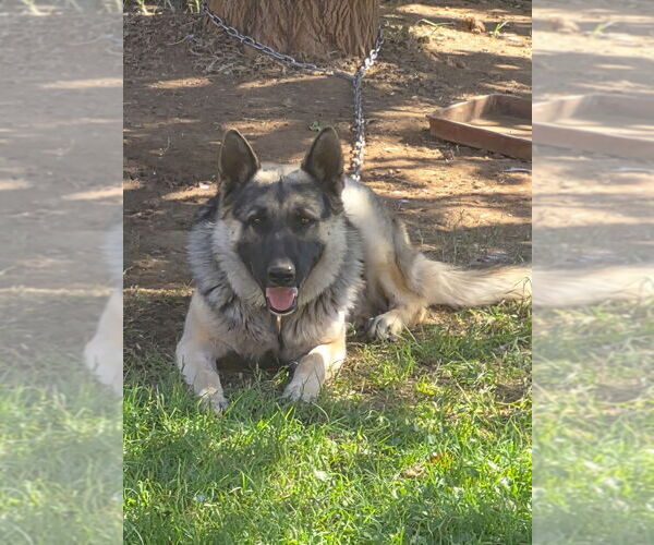 Medium Photo #1 German Shepherd Dog Puppy For Sale in PHOENIX, AZ, USA