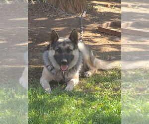 Father of the German Shepherd Dog puppies born on 02/08/2026