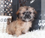 Small #3 Shih Tzu
