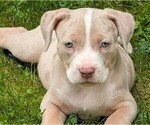 Small #1 American Bully