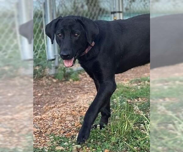 Medium Photo #3 Labrador Retriever-Unknown Mix Puppy For Sale in Monticello, MS, USA