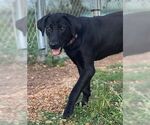Small #2 Labrador Retriever Mix