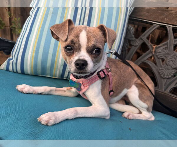 Medium Photo #2 Chug Puppy For Sale in Santa Clara, CA, USA