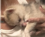 Small Photo #29 Pomsky Puppy For Sale in GOLDEN VALLEY, AZ, USA