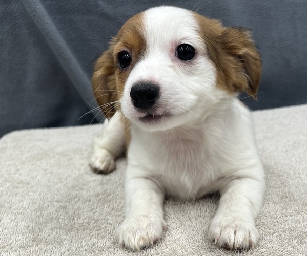 Medium Photo #9 Chiweenie Puppy For Sale in SAINT AUGUSTINE, FL, USA