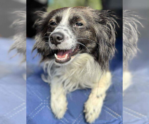 Medium Photo #6 Chion Puppy For Sale in La Verne, CA, USA