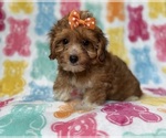 Small #3 YorkiePoo