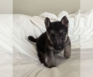 German Shepherd Dog-Unknown Mix Dogs for adoption in McKinney, TX, USA