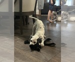 Small #1 Dalmatian