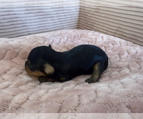 Medium Photo #24 Yorkipoo Puppy For Sale in ARLINGTON, TX, USA