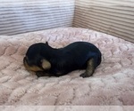 Small Photo #32 Yorkipoo Puppy For Sale in ARLINGTON, TX, USA