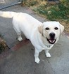 Small Photo #1 Labrador Retriever Puppy For Sale in LIVE OAK, CA, USA