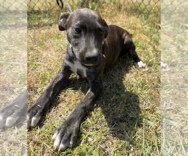 Medium Photo #4 Mutt Puppy For Sale in Tarrytown, GA, USA