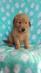 Golden Retriever Puppy for sale in EDEN, PA, USA