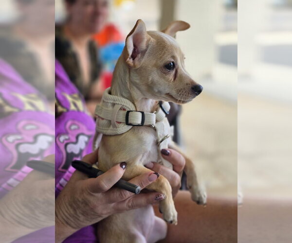 Medium Photo #2 Chihuahua-Unknown Mix Puppy For Sale in Morganville, NJ, USA