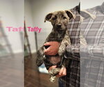 Small Border Collie-Boxer Mix