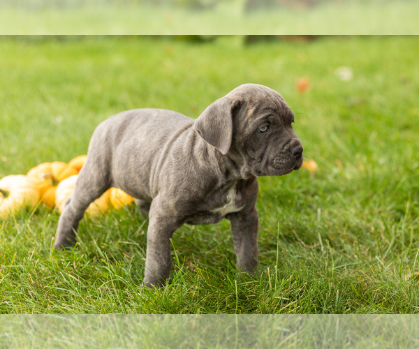 Medium Photo #5 Cane Corso Puppy For Sale in BOURBON, IN, USA
