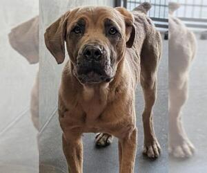 Mutt Dogs for adoption in Downey, CA, USA