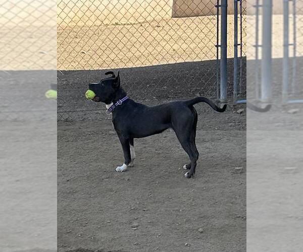 Medium Photo #4 American Pit Bull Terrier-Unknown Mix Puppy For Sale in La Verne, CA, USA