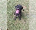 Puppy Ella Cane Corso